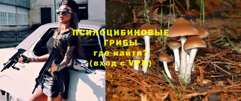 наркота  Мураши  Псилоцибиновые грибы Psilocybe 